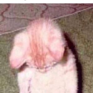 Meet your Posher, Mohammad